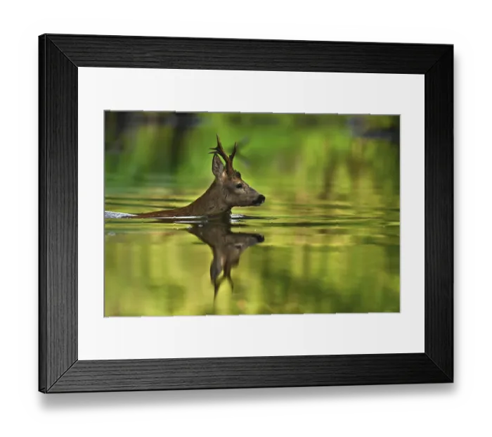 Framed Print : European roe deer (Capreolus capreolus) Crossing a river Framed Print : European roe deer (Capreolus capreolus) Crossing a river