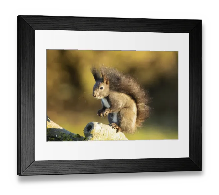 Framed Print : Squirrel standing on tree trunk looking left