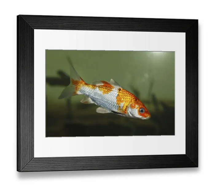 Framed Print : Koi, or Nishikigoi (Cyprinus carpio) in aquarium
