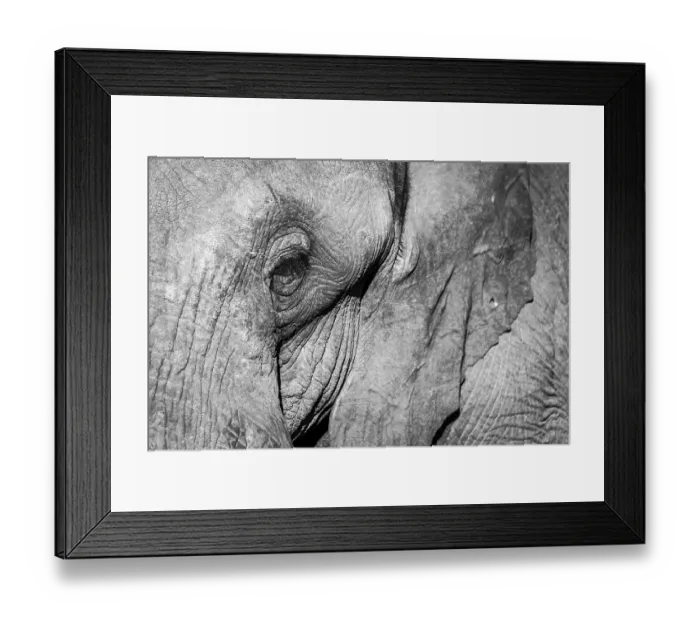 Framed Print : African Elephant (Loxodonta africana)
