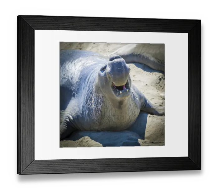 Framed Print : Northern Elephant Seal (Mirounga angustirostris) with threatening gesture Framed Print : Northern Elephant Seal (Mirounga angustirostris) with threatening gesture