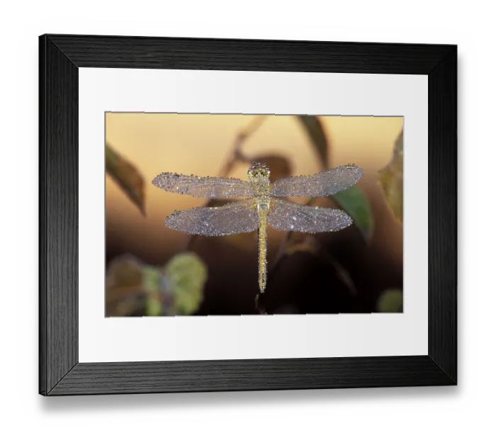 Framed Print : Dragonfly (Sympetrum sp.) with dew drops in the morning Framed Print : Dragonfly (Sympetrum sp.) with dew drops in the morning