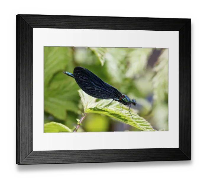 Framed Print : Beautiful demoiselle, male, Calopteryx splendens