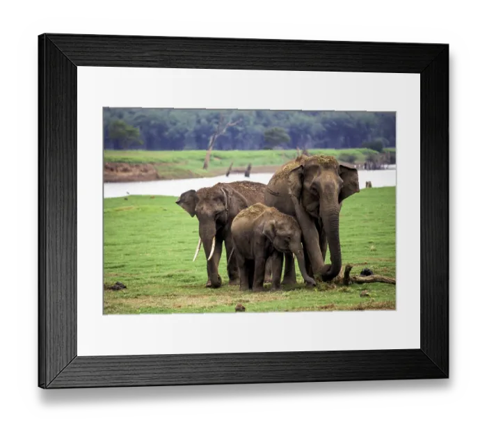 Framed Print : Wild elephants (Elephas maximus) in Kabini Framed Print : Wild elephants (Elephas maximus) in Kabini