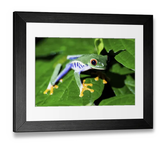 Framed Print : Red-eyed tree frog (Agalychnis callodryas)