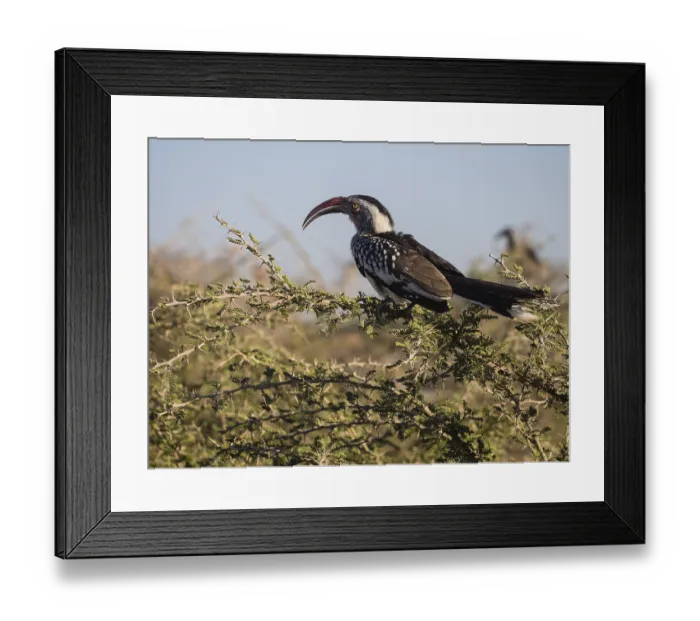 Framed Print : Red-billed hornbill (Tockus erythrorhynchus) sitting on wattle (Acacia sp)