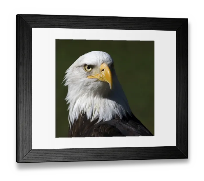 Framed Print : Bald Eagle (Haliaeetus leucocephalus) portrait