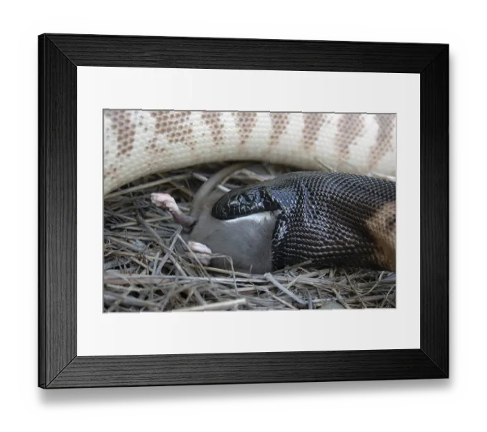 Framed Print : Australian black headed python