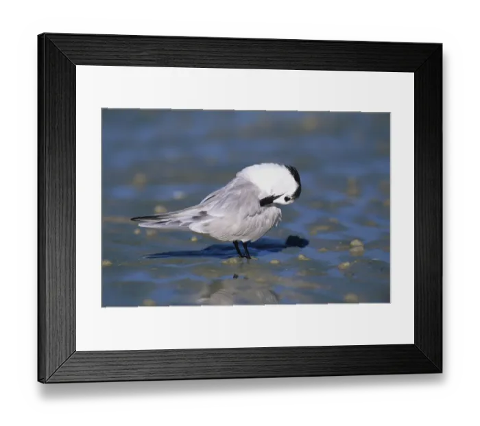 Framed Print : Sandwich Tern (Sterna sandvicensis)
