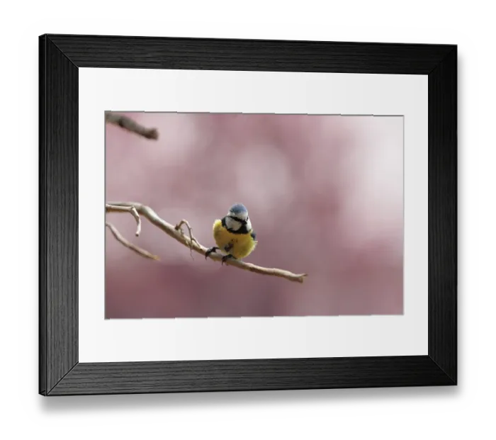 Framed Print : Blue Tit (Parus caeruleus), fluffed up