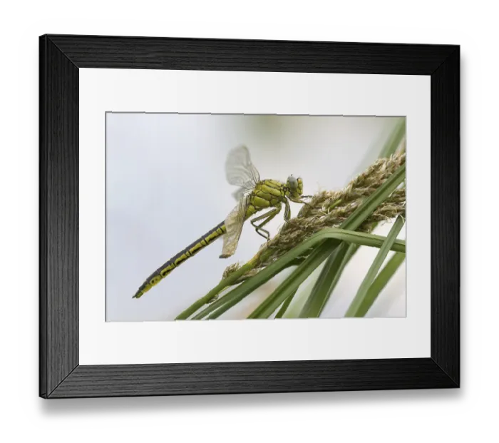 Framed Print : Dragonfly (Gomphus pulchellus) after eclosion
