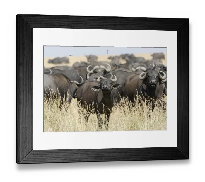 Framed Print : Herd of African buffalo or cape buffalo (Syncerus caffer)