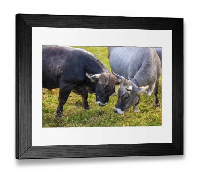 Framed Print : Cute Bull and Cow on the Green Field in Switzerland
