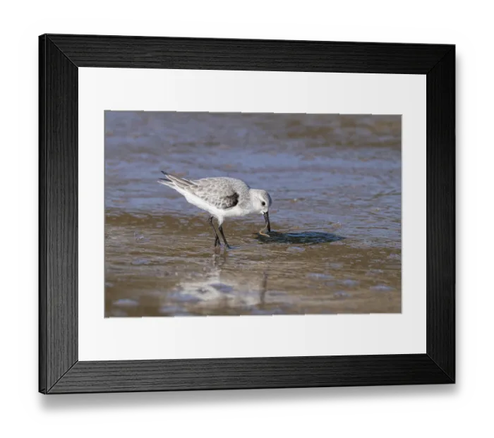 Framed Print : Sanderling (Calidris alba) standing in the water with a worm in its beak