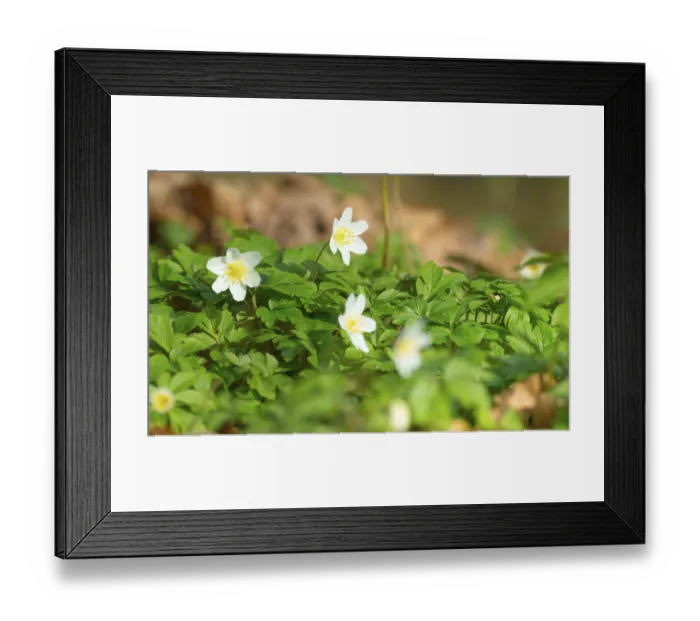 Framed Print : Wood anemone (Anemonoides nemorosa) (syn)