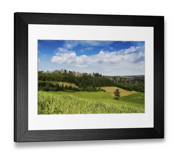 Framed Print : Dead spruces, climate change, heat Framed Print : Dead spruces, climate change, heat