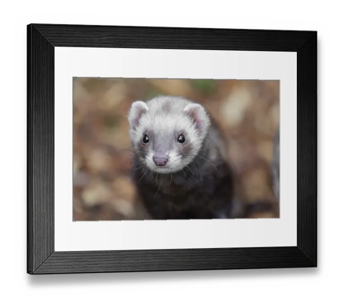 Framed Print : Portrait of a young ferret (Mustela putorius furo)