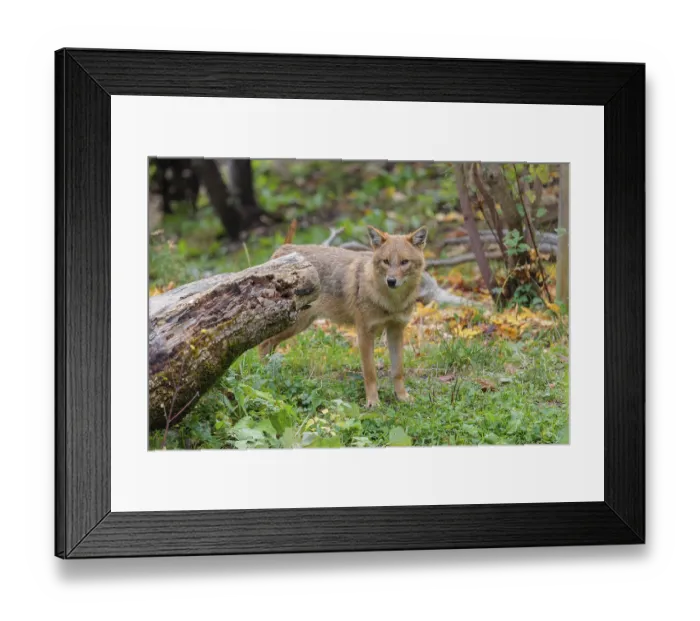Framed Print : A golden jackal (Canis aureus)