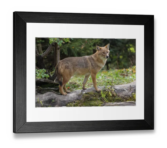 Framed Print : A golden jackal (Canis aureus)