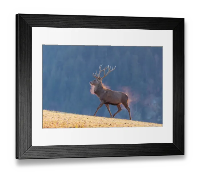 Framed Print : A red deer (Cervus elaphus) crosses a meadow covered in hoar frost in the first light of day