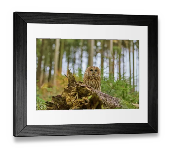 Framed Print : Tawny owl (Strix aluco), adult Framed Print : Tawny owl (Strix aluco), adult