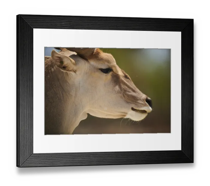 Framed Print : Common eland (Taurotragus oryx)