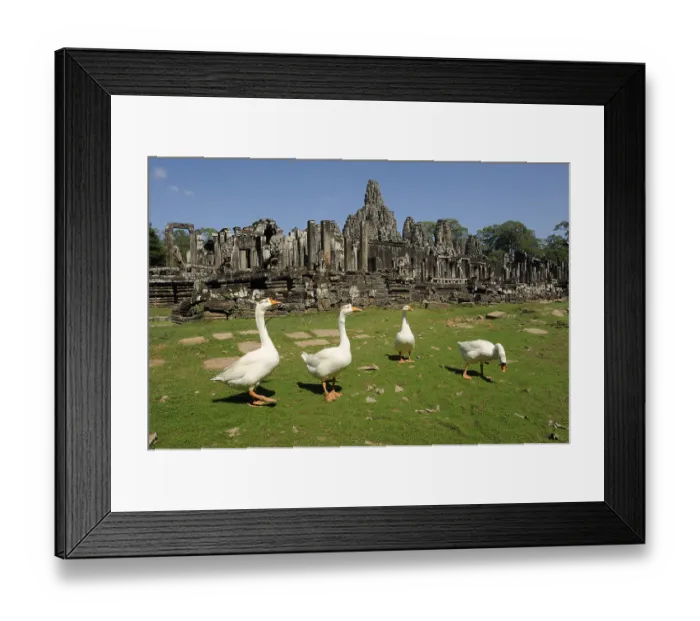 Framed Print : Swan Geese (Anser cygnoides) in front of the Bayon Temple