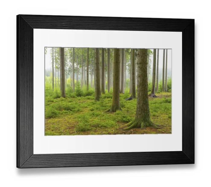 Framed Print : Spruce forest in the Odenwald, Natural regeneration Framed Print : Spruce forest in the Odenwald, Natural regeneration