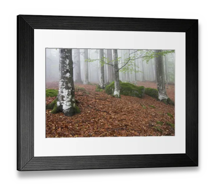 Framed Print : Beech forest (Fagus), Bavarian Forest National Park