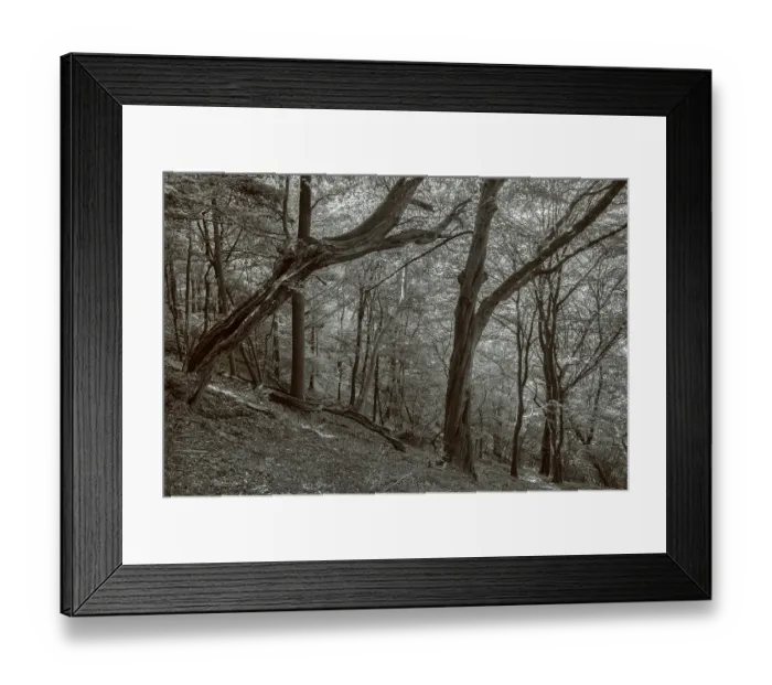 Framed Print : The forest on the slope Framed Print : The forest on the slope