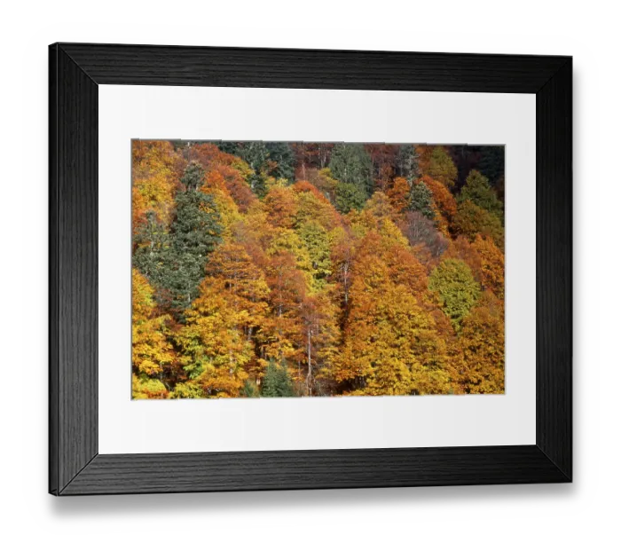 Framed Print : Autumn forest, Ahornboden, Karwendel Range Framed Print : Autumn forest, Ahornboden, Karwendel Range