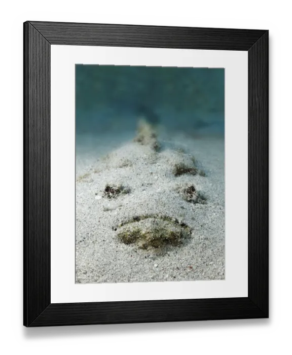 Framed Print : Reef stonefish (Synanceia verrucosa) Framed Print : Reef stonefish (Synanceia verrucosa)