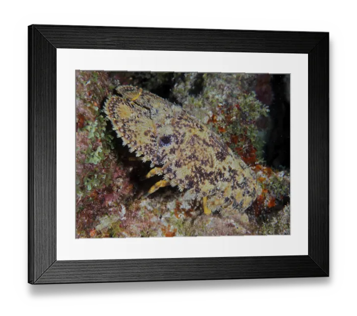 Framed Print : American bear crab (Scyllarus americanus) at night