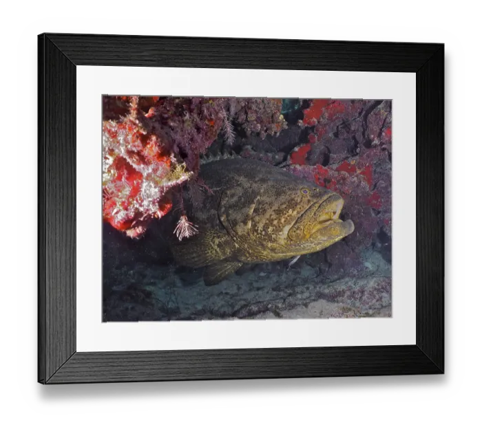 Framed Print : Atlantic goliath grouper (Epinephelus itajara) with open mouth at cleaning station Framed Print : Atlantic goliath grouper (Epinephelus itajara) with open mouth at cleaning station