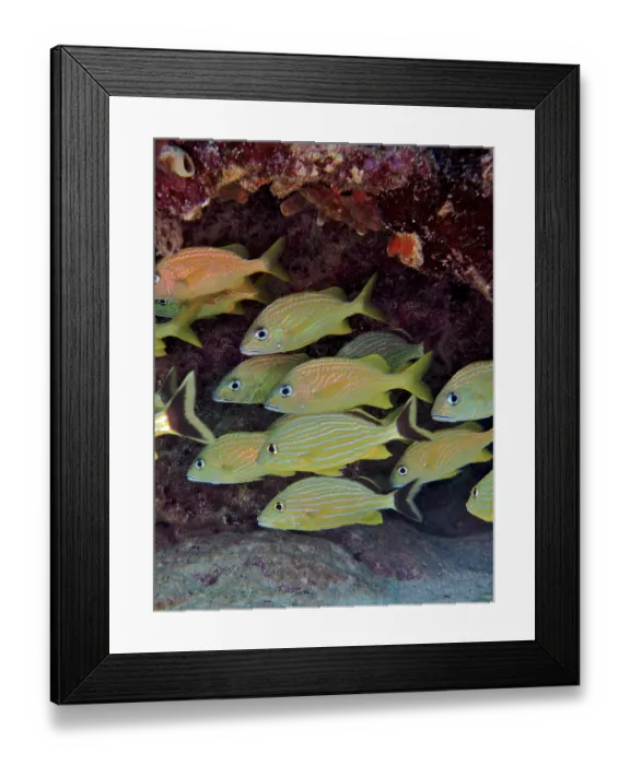 Framed Print : School of fish, group of bluestriped grunt (Haemulon sciurus) and French grunts (Haemulon flavolineatum)