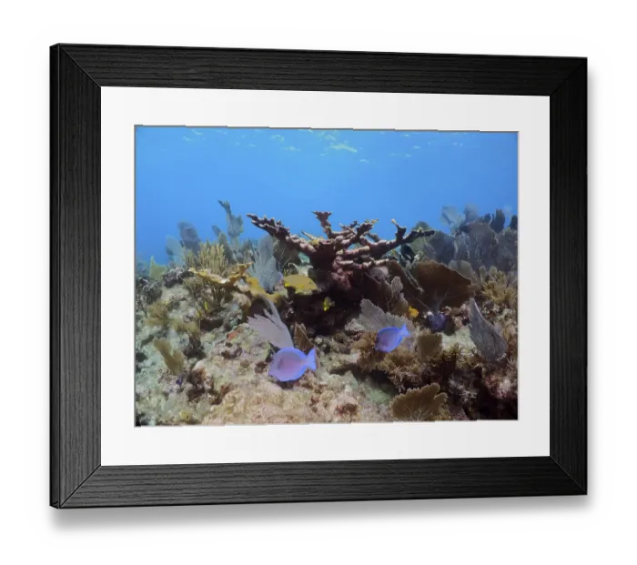 Framed Print : Dead elkhorn coral (Acropora palmata) in a typical Caribbean reef landscape