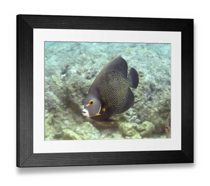 Framed Print : French angelfish (Pomacanthus paru)