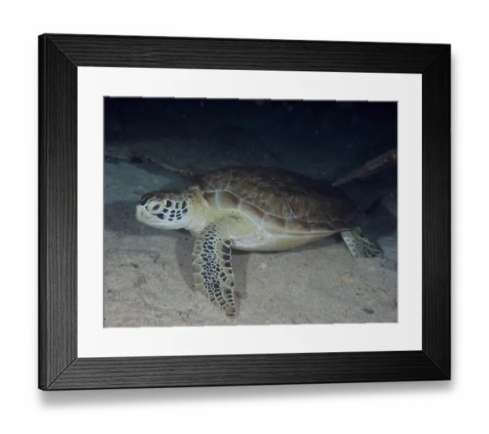 Framed Print : Sea turtle, hawksbill turtle (Eretmochelys imbricata imbricata) Framed Print : Sea turtle, hawksbill turtle (Eretmochelys imbricata imbricata)
