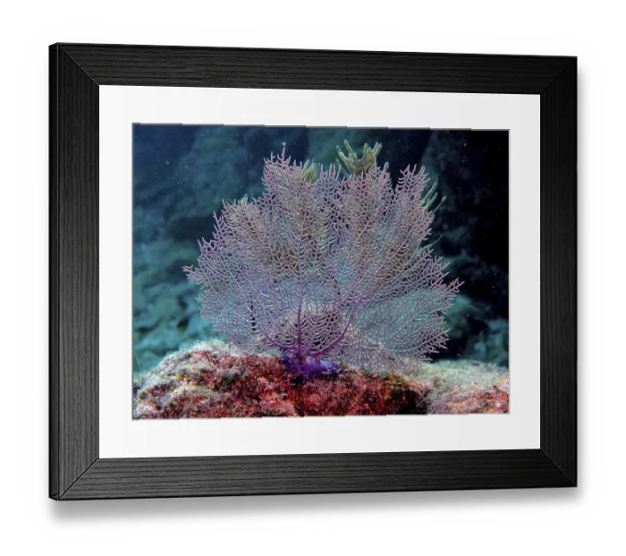 Framed Print : A gorgonian, Common sea fan (Gorgonia ventalina)
