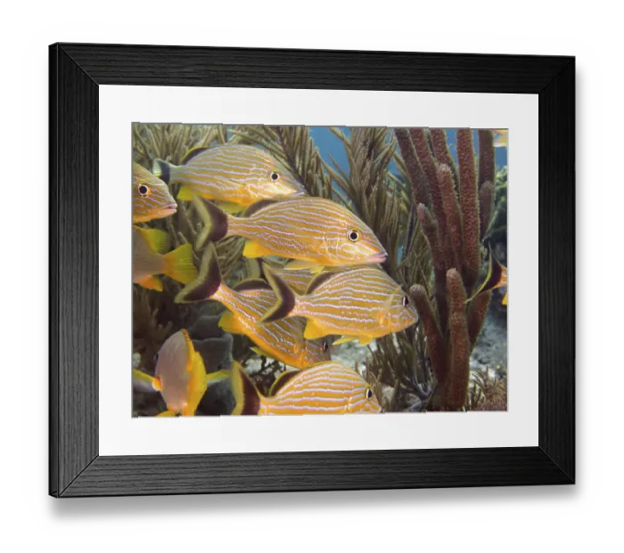 Framed Print : Shoal of tropical yellow fish, bluestriped grunt (Haemulon sciurus)