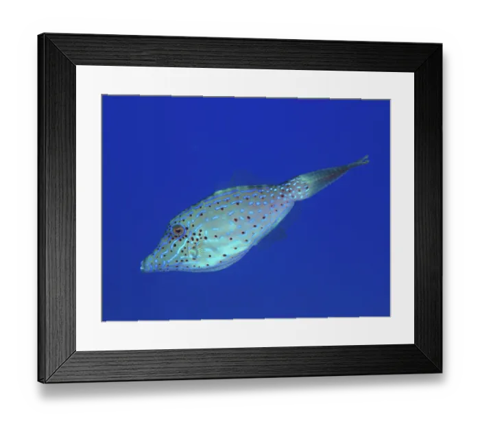 Framed Print : Scrawled filefish (Aluterus scriptus) with dotted pattern in blue ocean