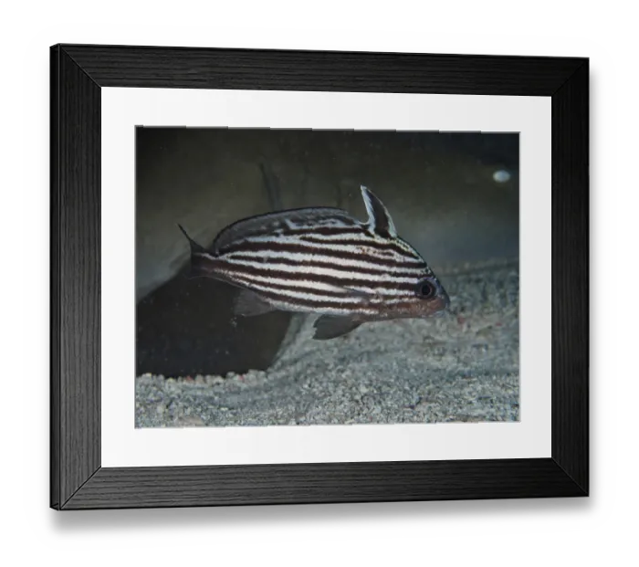 Framed Print : A fish, Striped Knightfish (Pareques acuminatus)