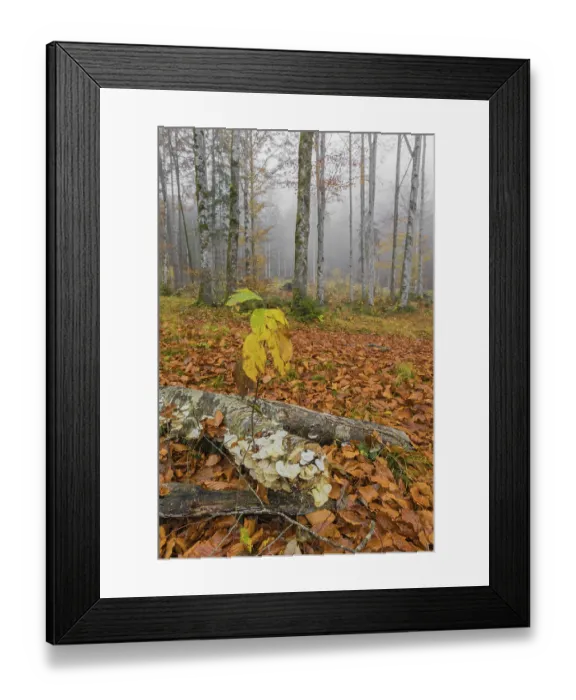 Framed Print : Beech forest, European beech or common beech (Fagus sylvatica) in autumn
