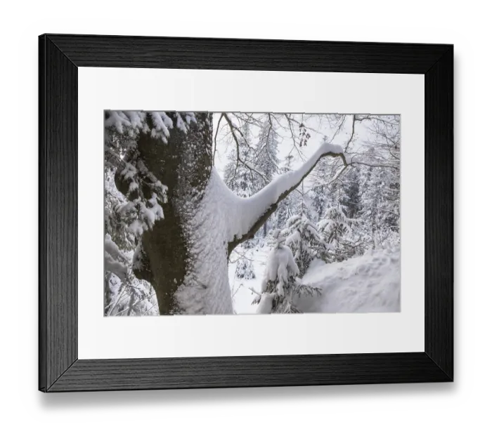 Framed Print : Branch of beech tree (Fagus sylvatica) laden with snow after snowfall in mixed forest in winter Framed Print : Branch of beech tree (Fagus sylvatica) laden with snow after snowfall in mixed forest in winter