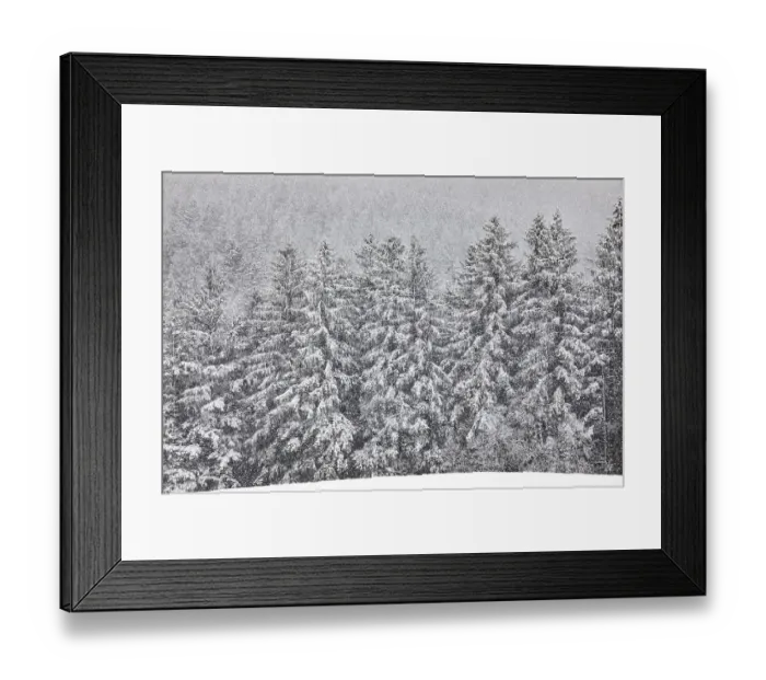 Framed Print : Heavy snowfall in spruce forest Framed Print : Heavy snowfall in spruce forest