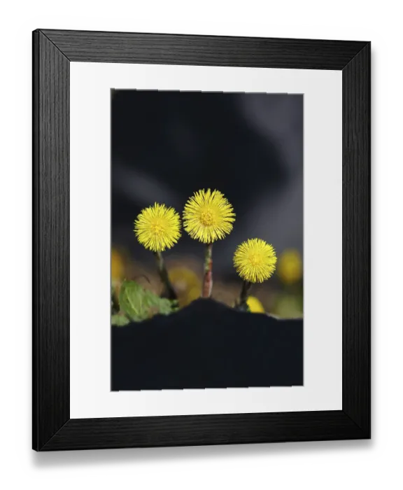 Framed Print : Coltsfoot (Tussilago farfara), flowers on a forest path