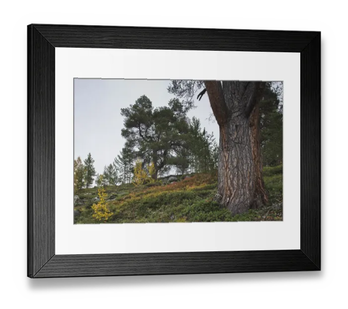 Framed Print : Scots pine (Pinus sylvestris) in Honnsrove Nature Reserve