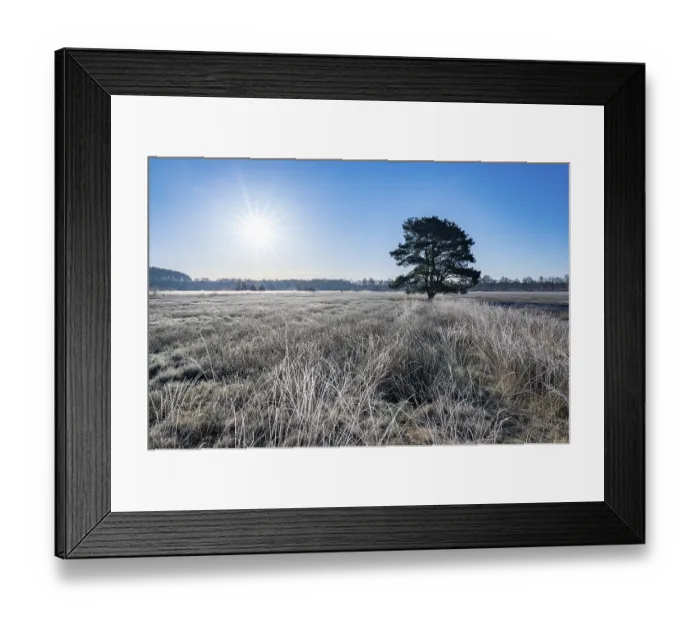 Framed Print : Scots pine (Pinus sylvestris), solitaire standing in a meadow