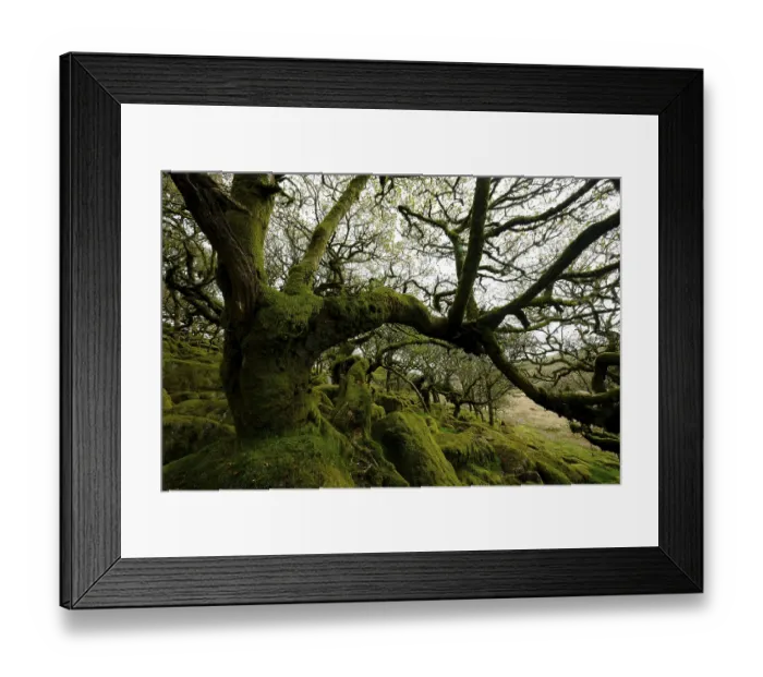 Framed Print : Wistman's Wood, Dartmoor National Park