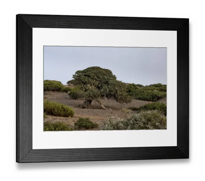 Framed Print : Juniper trees at sunset, El Sabinar Framed Print : Juniper trees at sunset, El Sabinar